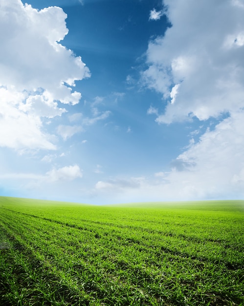 Pittoresco campo verde e cielo blu