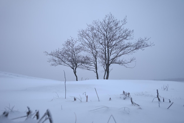 Pittoresco paesaggio invernale Vegetazione in condizioni di freddo rigido