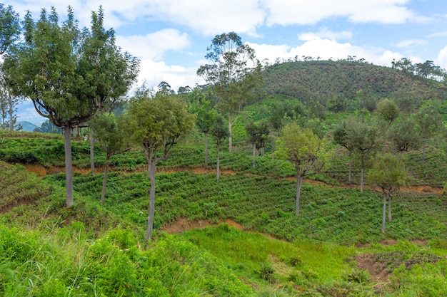 Pittoresco paesaggio naturale. Piantagioni di tè verde negli altopiani. Tè in crescita.