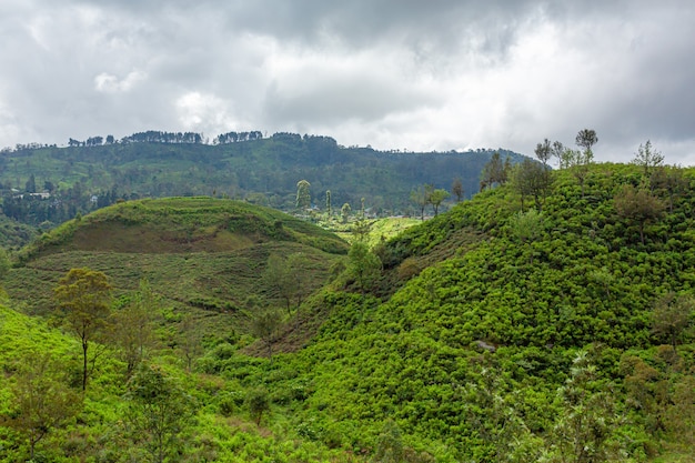 Pittoresco paesaggio naturale. Piantagioni di tè verde negli altopiani. Tè in crescita