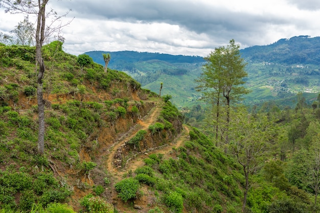 Pittoresco paesaggio naturale. Piantagioni di tè verde negli altopiani. Tè in crescita