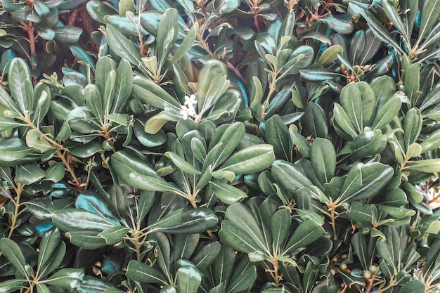 Pittosporum tobira verde