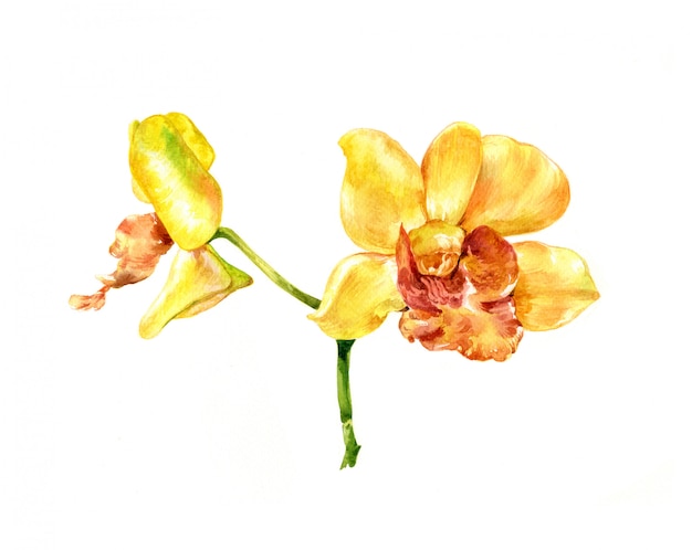 Pittura ad acquerello di fiori, su sfondo bianco
