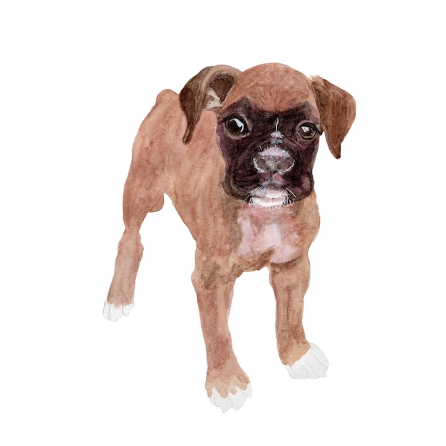 Pittura ad acquerello di un cane boxer