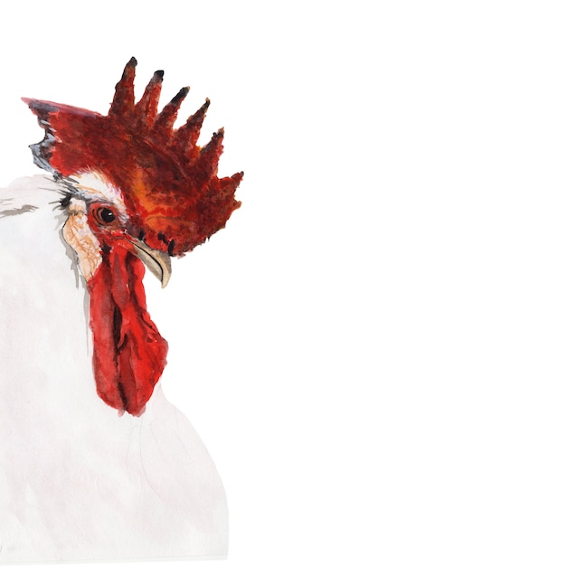 Pittura ad acquerello di un pollo