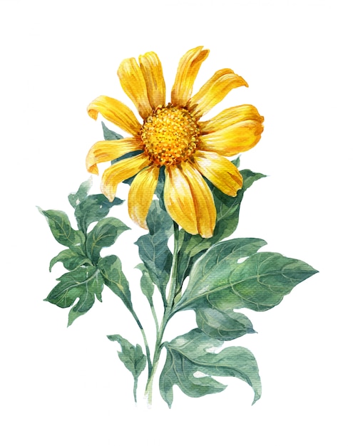 Pittura dell'illustrazione dell'acquerello di giallo, fiore, girasole, su bianco