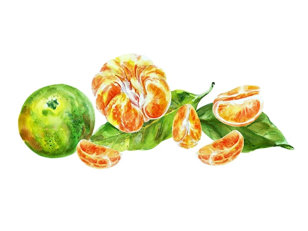Pittura di frutta arancione con foglie acquerello elementi disegnati a mano isolati su sfondo bianco