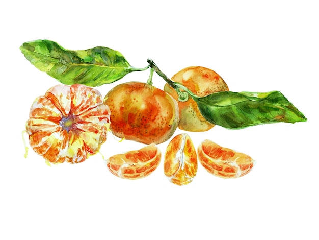 Pittura di frutta arancione con foglie Acquerello elementi disegnati a mano Isolati su sfondo bianco