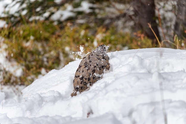 Piuma marrone pernice grigia che foraggia nel mucchio di neve sulla montagna