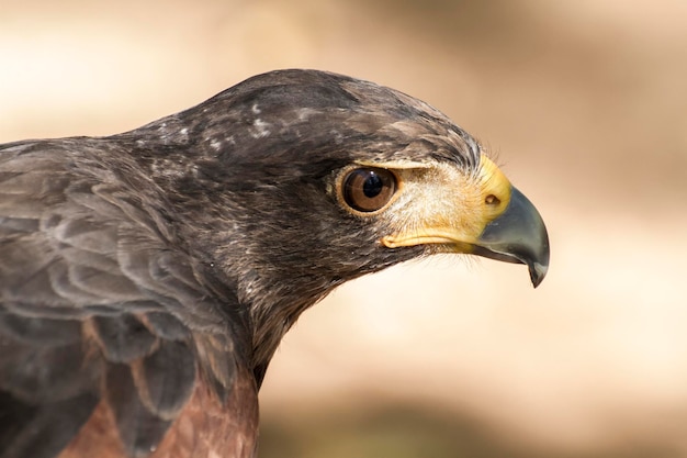 piumaggio marrone aquila e becco appuntito