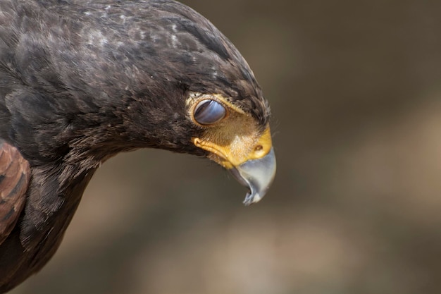 piumaggio marrone aquila e becco appuntito