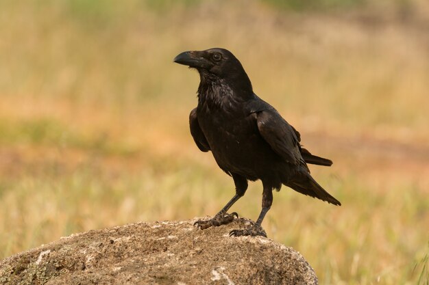 Piumaggio nero brillante di un corvo