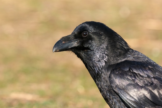 Piumaggio nero brillante di un corvo