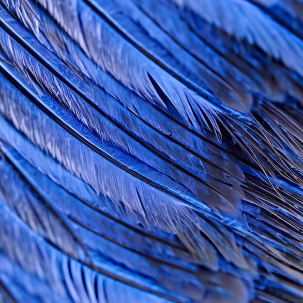 Piume blu grigie e bianche sull'ala di un'anatra selvatica come sfondo Piume colorate di primo piano