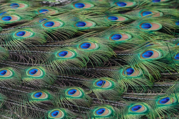Piume di pavone colorate come sfondo o sfondo