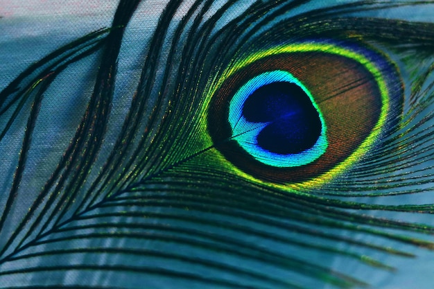 Piume di pavone colorate creano bellissimi motivi di piume Pavo muticus Pavo cristatustono verde per sfondi di designer concetto di piume naturali