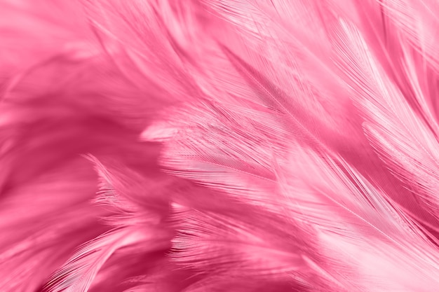 Piume di pollo rosa in stile morbido e sfocato per lo sfondo