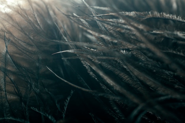 Piume in macro. Le piume dello struzzo di Brown alla luce solare si chiudono su.