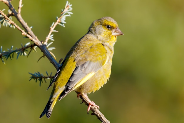 Piuttosto uccello nella natura