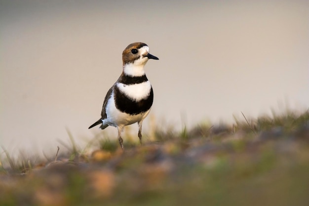 Piviere a due bandeCharadrius falklandicus Chubut Patagonia Argentina