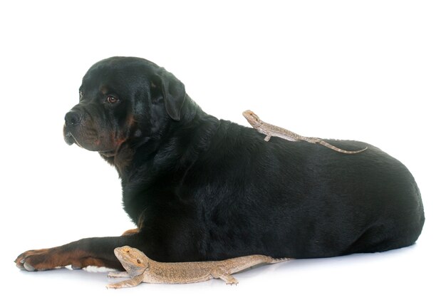 Pizona vitticeps e rottweiler