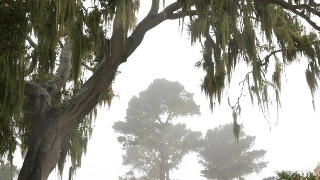 Pizzo lichene muschio appeso nebbioso nebbioso foresta alberi fata misteriosi boschi usa