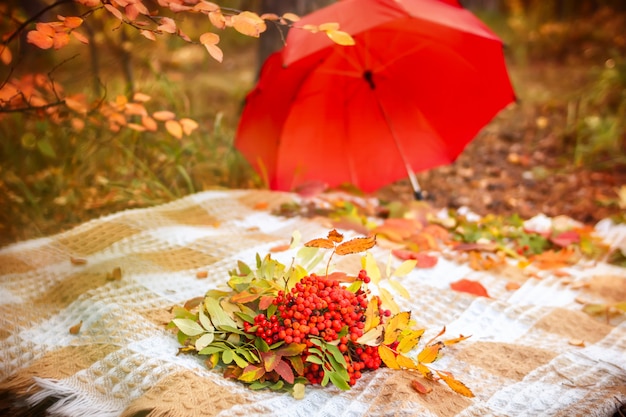 Plaid di scena di autunno con le bacche di sorbo dei mazzi con il mazzo delle foglie su erba e su rosso gialli