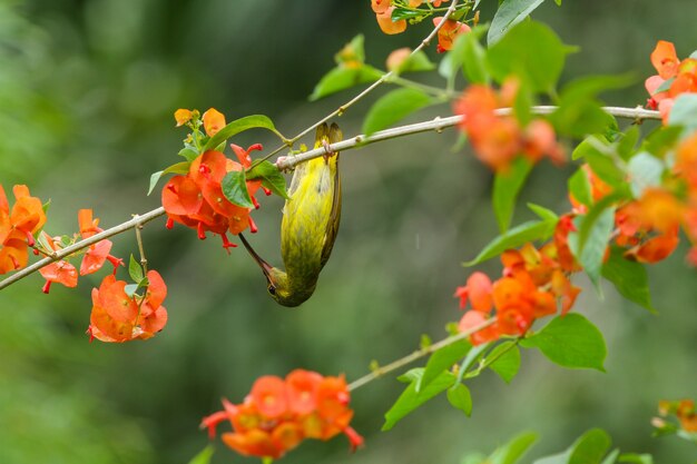 Plain Sunbird (Anthreptes simplex) con il fiore in natura