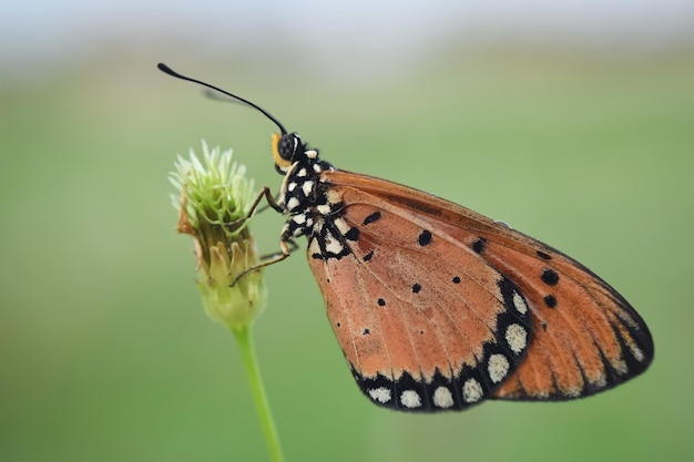 Plain Tiger Butterfly farfalla arancione aggrappata al fiore in natura