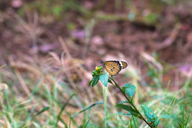 Plain Tiger Danaus chrysippus butterfly visitando i fiori in natura durante la primavera