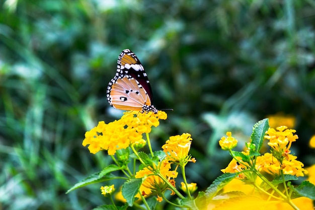 Plain Tiger Danaus chrysippus butterfly visitando i fiori in natura durante la primavera