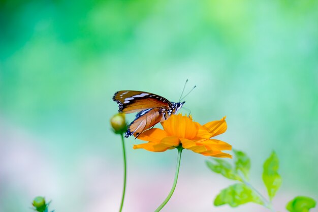 Plain Tiger Danaus chrysippus farfalla che beve nettare dalle piante di fiori