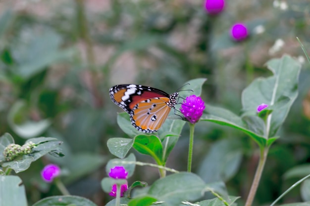 Plain Tiger Danaus chrysippus farfalla che beve nettare le piante dei fiori