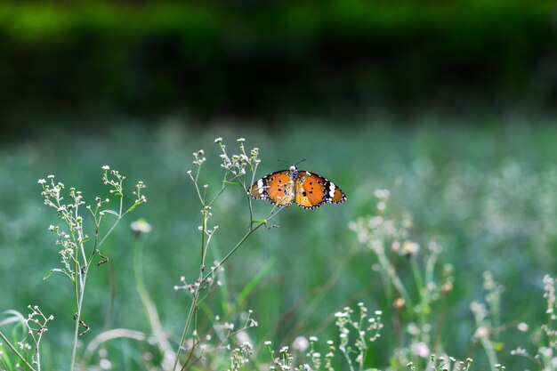 Plain Tiger Danaus chrysippus farfalla che beve nettare le piante dei fiori