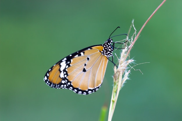 Plain Tiger Danaus chrysippus farfalla che si nutre della pianta del fiore in nature sfondo verde
