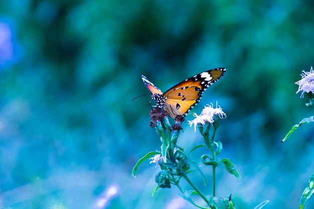 Plain Tiger Danaus chrysippus farfalla in visita ai fiori in natura durante la primavera