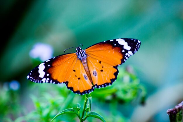 Plain Tiger Danaus chrysippus farfalla in visita ai fiori in natura durante la primavera