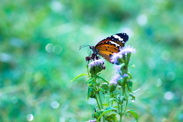 Plain Tiger Danaus chrysippus farfalla in visita ai fiori in natura durante la primavera