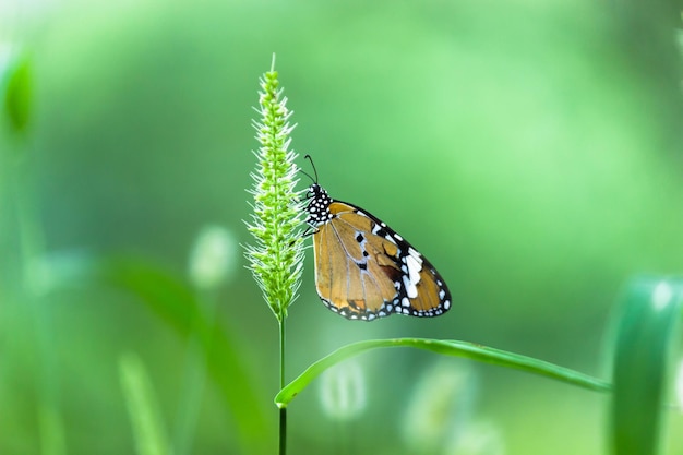 Plain Tiger Danaus chrysippus farfalla in visita ai fiori in natura durante la primavera