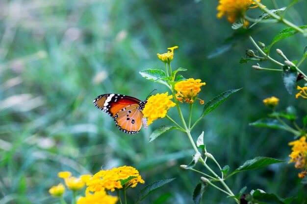 Plain Tiger Danaus chrysippus farfalla in visita ai fiori in natura durante la primavera