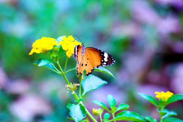 Plain Tiger Danaus chrysippus farfalla in visita ai fiori in natura durante la primavera