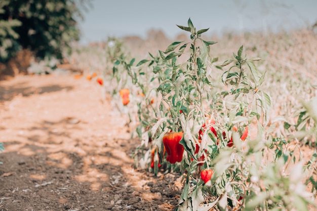 Planta del pimiento en el campo