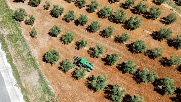 Plantacion de olivos en el campo