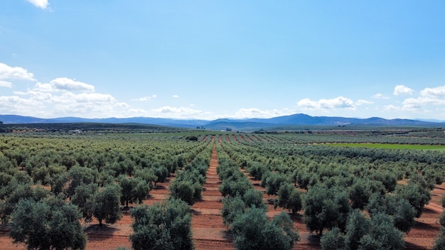 Plantacion de olivos en el campo