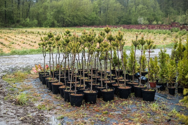 Plantatnion di giovani alberi di Natale di abete verde abete nordmann e un'altra coltivazione di piante di abete pronta per la vendita per Natale e Capodanno celebratoin in inverno