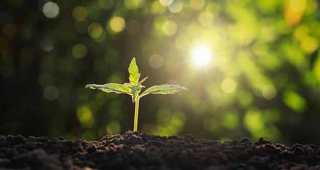 Plantula di cannabis nel giardino con il sole