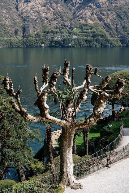 Platano senza foglie sulla terrazza di villa balbianello italia