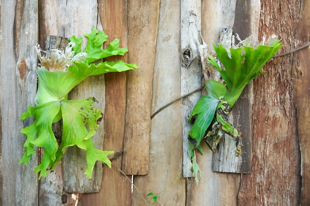 Platycerium superbum su parete di legno Specie di felce staghorn verde di natura felce in giardino
