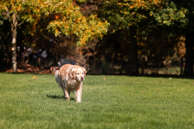 Playful Cute Lovely Adorable Golden Retriever Dog gioca e corre in un parco in campo aperto con erba verde