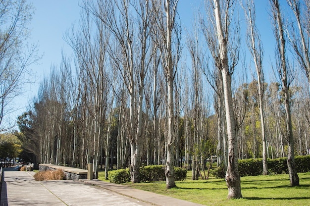 Plaza a buenos aires con vegetazione secca a causa del cambio di stagione